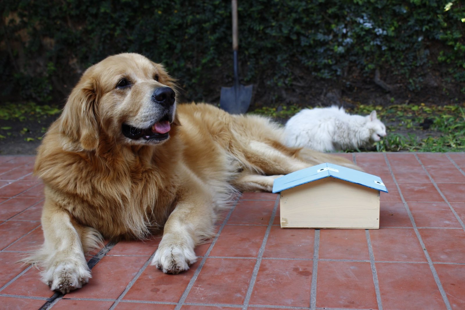 Anatolian Shepherd: What I Wish Someone Had Told Me Before Bringing One Home