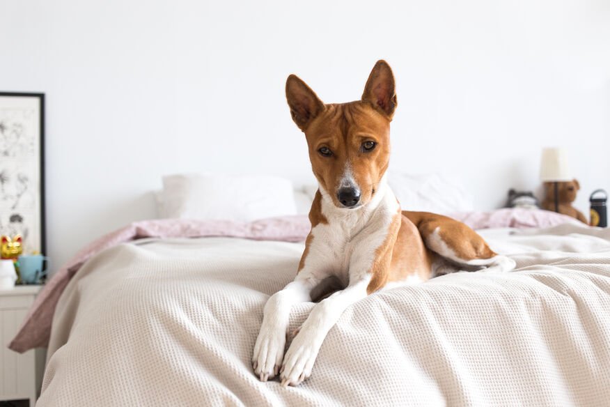 Basenji dog, a small African hunting breed